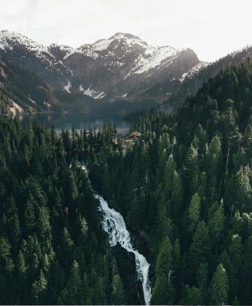 绿色森林图片 暮色森林风景图片 8