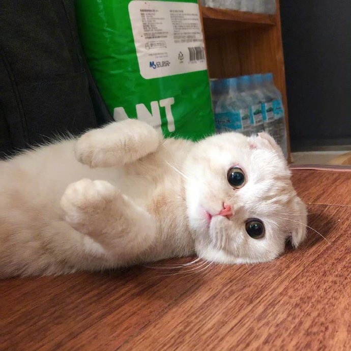 可爱猫咪头像图片 宠物猫咪图片