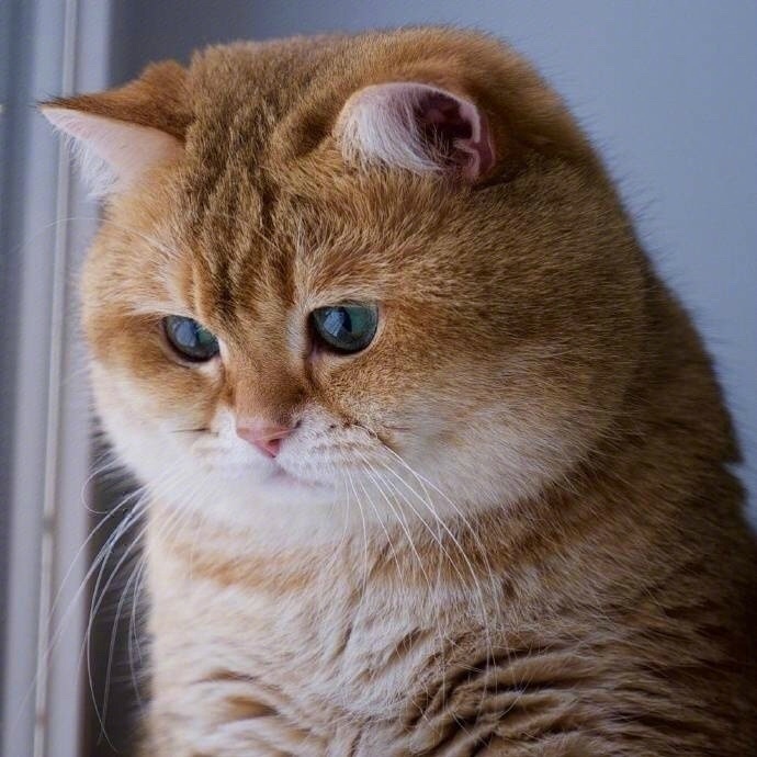 萌宠橘猫图片 十个橘猫九个胖还有一个特别胖