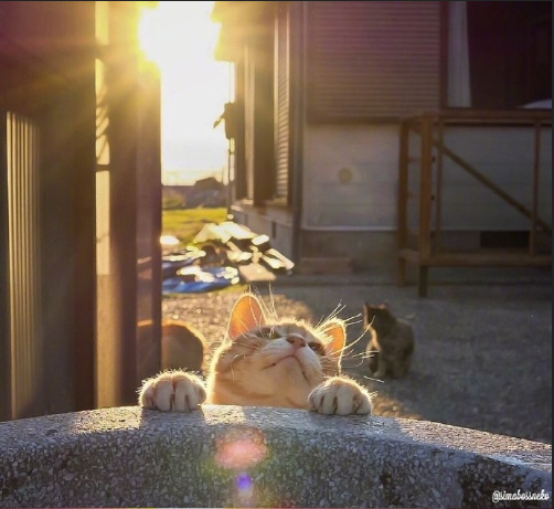 猫岛可爱小猫图片 喵星人说我要上天呀