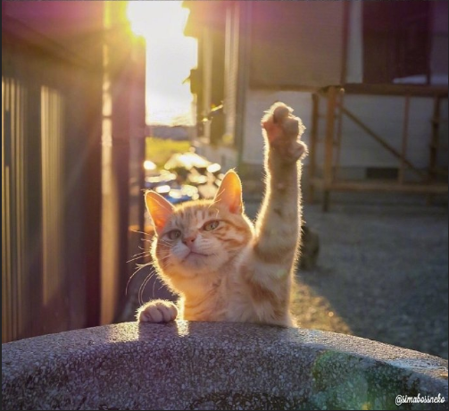 猫岛可爱小猫图片 喵星人说我要上天呀 2