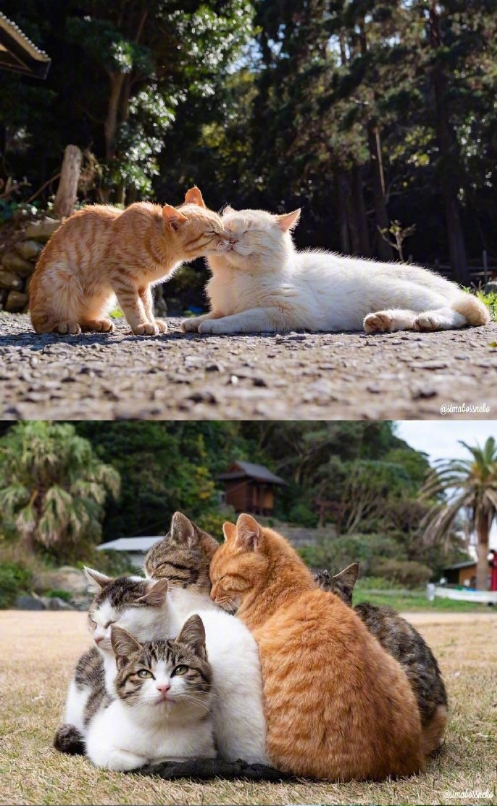 猫岛可爱小猫图片 喵星人说我要上天呀 3