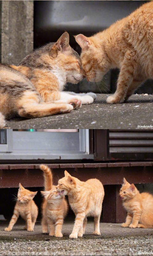 猫岛可爱小猫图片 喵星人说我要上天呀 4