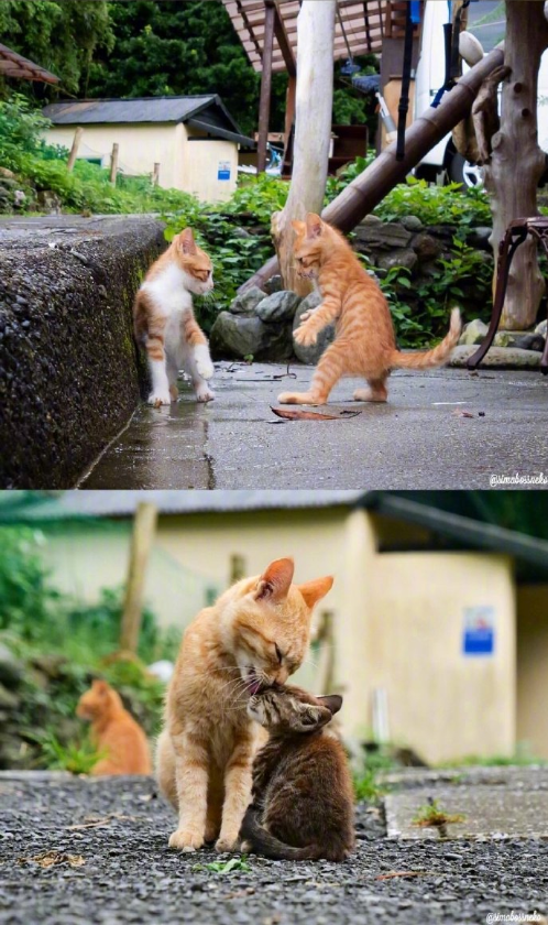 猫岛可爱小猫图片 喵星人说我要上天呀 5