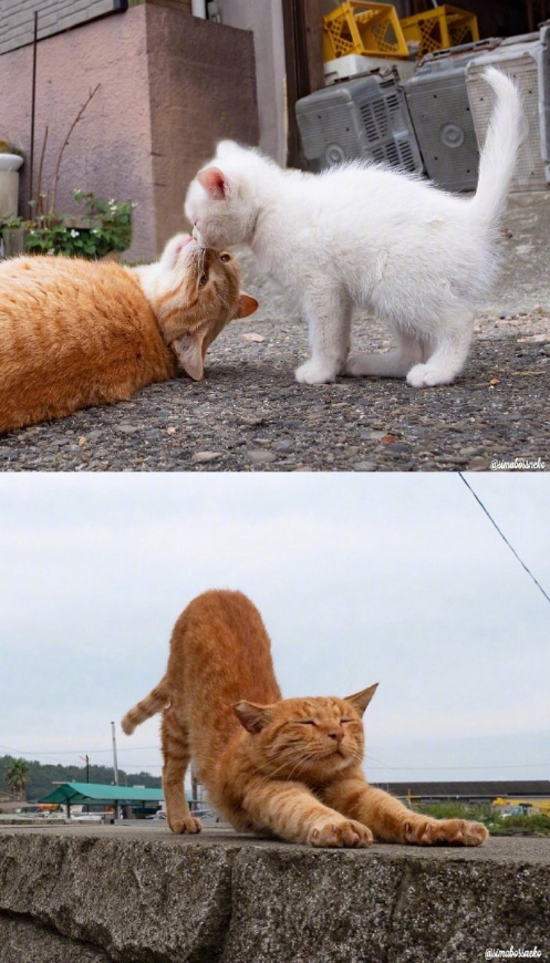 猫岛可爱小猫图片 喵星人说我要上天呀 6