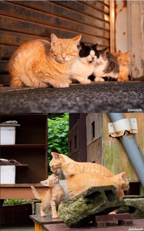 猫岛可爱小猫图片 喵星人说我要上天呀 7