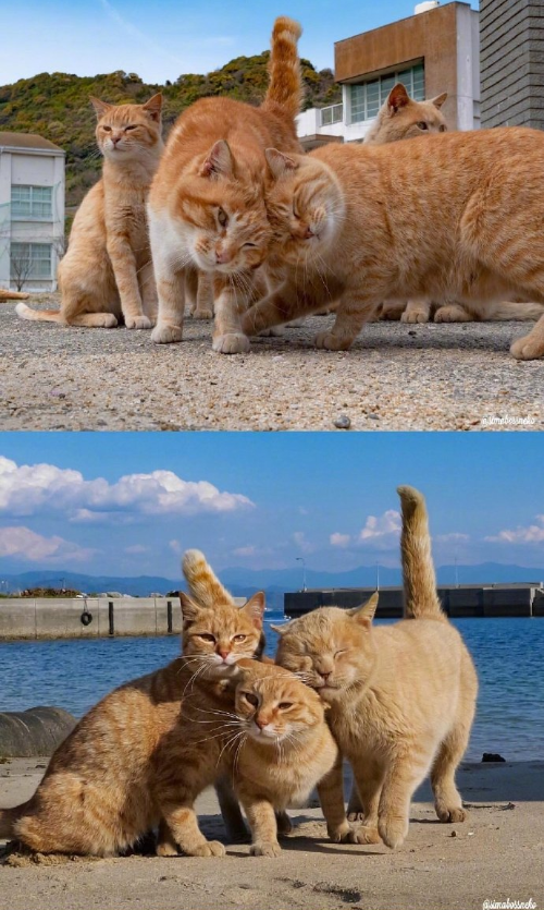 猫岛可爱小猫图片 喵星人说我要上天呀 9