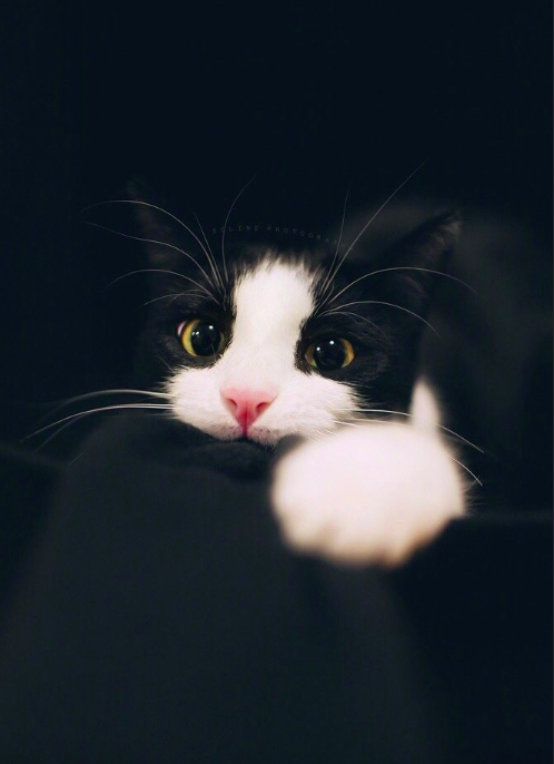 黑猫壁纸图片 傻傻的喵星人图片