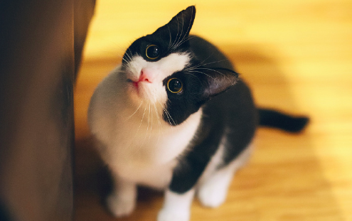 黑猫壁纸图片 傻傻的喵星人图片 2