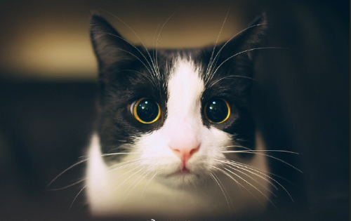 黑猫壁纸图片 傻傻的喵星人图片 4