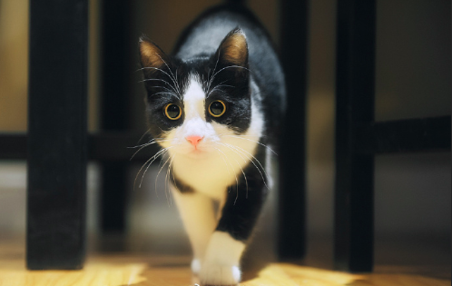 黑猫壁纸图片 傻傻的喵星人图片 6