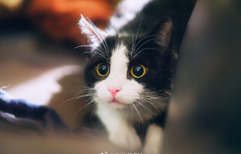 黑猫壁纸图片 傻傻的喵星人图片 7