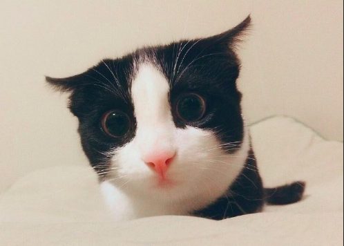 黑猫壁纸图片 傻傻的喵星人图片 8