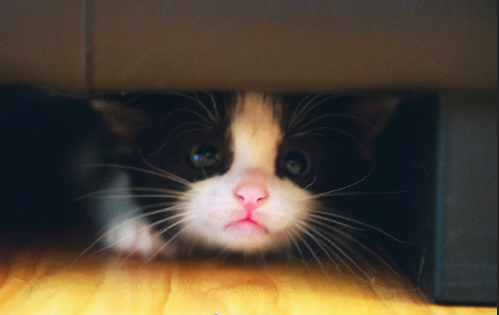 黑猫壁纸图片 傻傻的喵星人图片 9