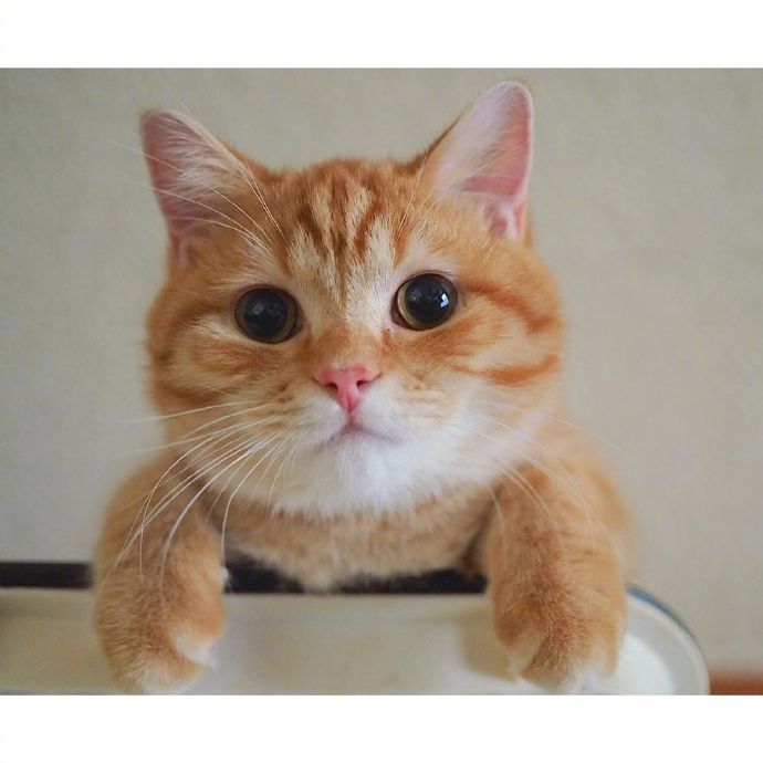 宠物可爱橘猫图片 唯美小胖橘猫图片
