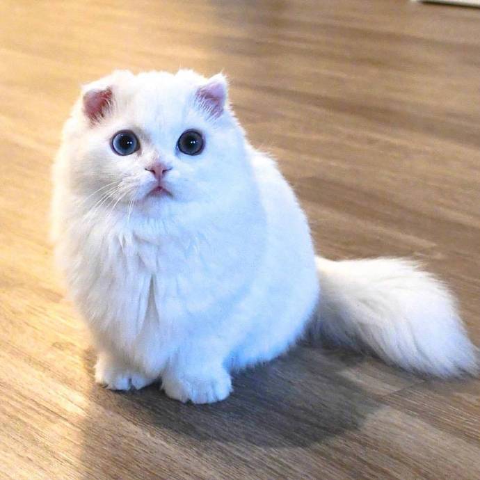萌宠曼赤肯猫又名短腿猫可爱图片