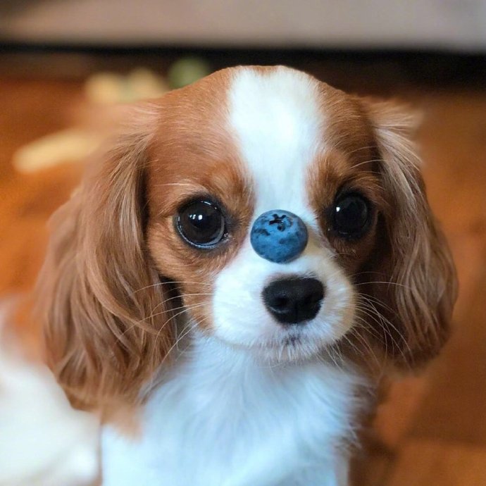 萌神小可爱萌宠查理士王小猎犬图片