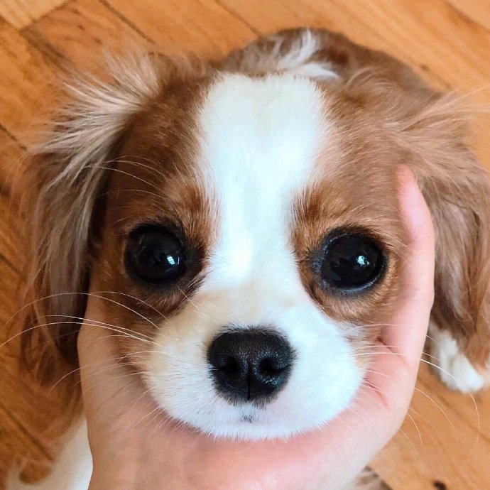 萌神小可爱萌宠查理士王小猎犬图片 2