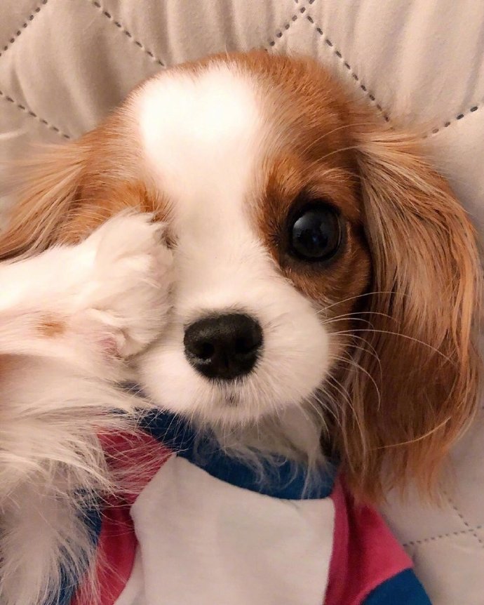 萌神小可爱萌宠查理士王小猎犬图片 3