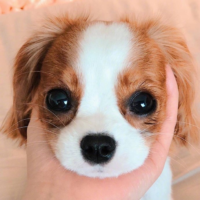 萌神小可爱萌宠查理士王小猎犬图片