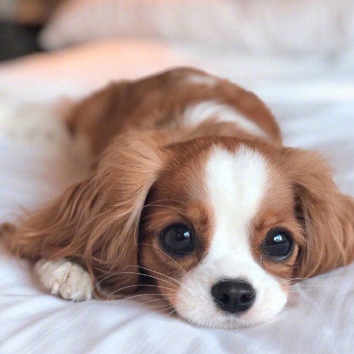萌神小可爱萌宠查理士王小猎犬图片 6