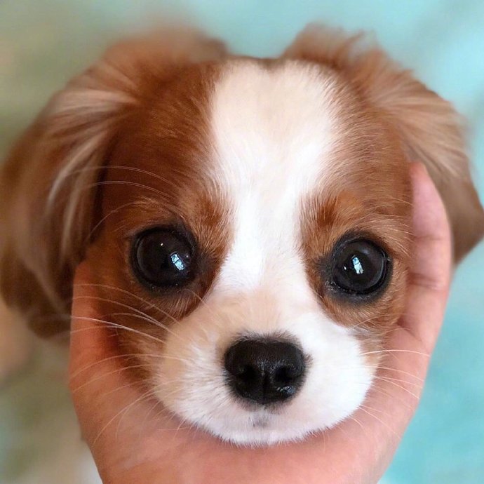 萌神小可爱萌宠查理士王小猎犬图片 8