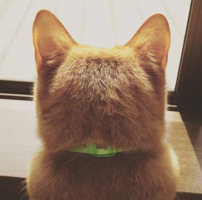 qq可爱猫咪头像图片 传说中萌萌哒的背影杀 1