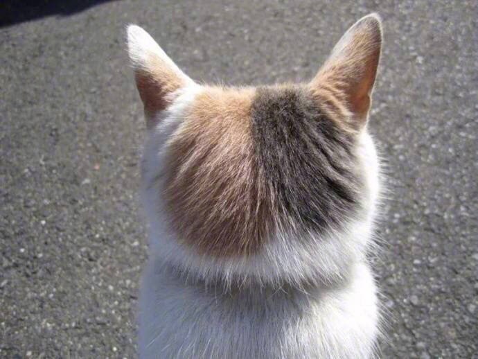 qq可爱猫咪头像图片 传说中萌萌哒的背影杀 2