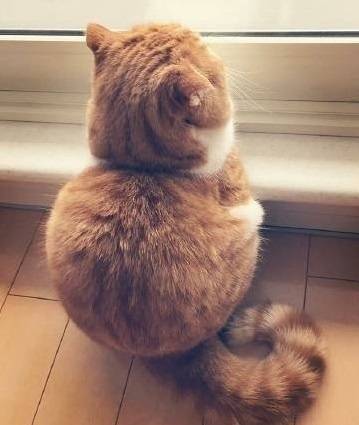 qq可爱猫咪头像图片 传说中萌萌哒的背影杀