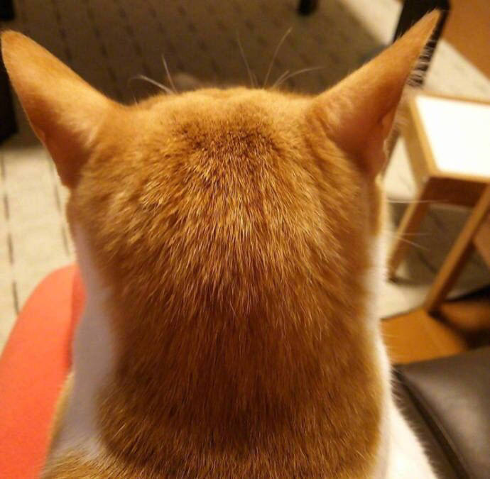 qq可爱猫咪头像图片 传说中萌萌哒的背影杀 5