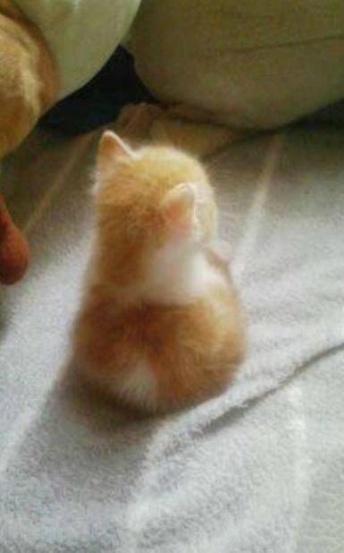 qq可爱猫咪头像图片 传说中萌萌哒的背影杀 6