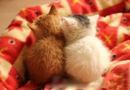 qq可爱猫咪头像图片 传说中萌萌哒的背影杀 7