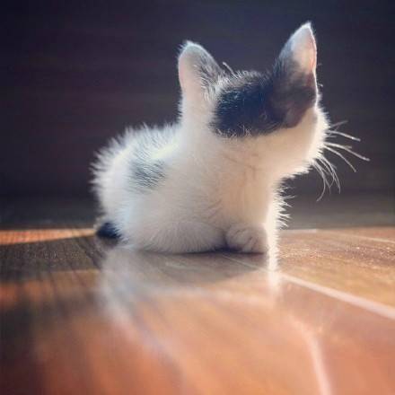 qq可爱猫咪头像图片 传说中萌萌哒的背影杀 8