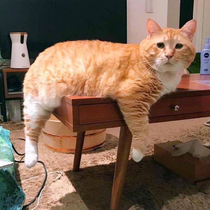 胖胖萌宠橘猫图片 抱抱又胖又丧的自己
