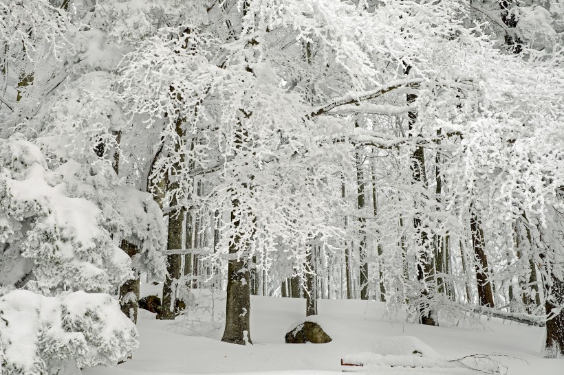 冬天自然风景大雪覆盖的树木图片