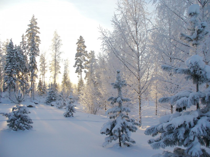冬天自然风景大雪覆盖的树木图片 2