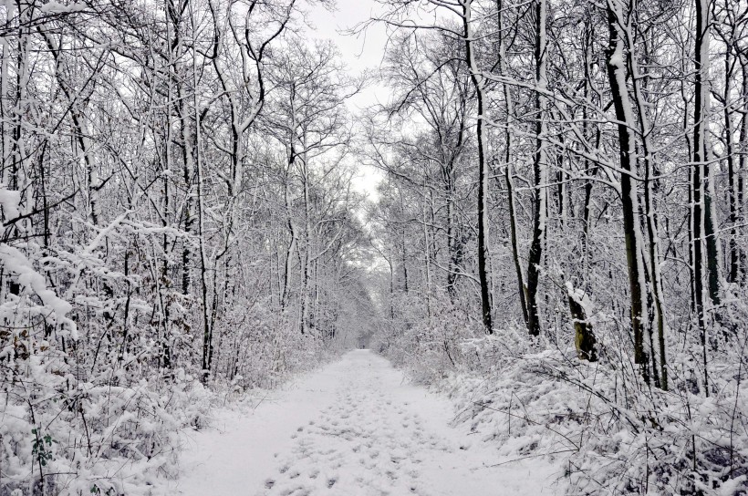 冬天自然风景大雪覆盖的树木图片