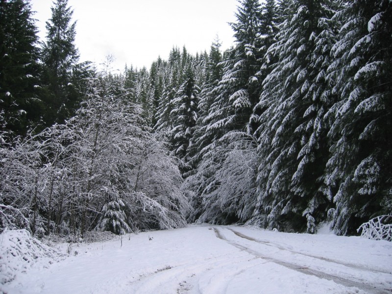 冬天自然风景大雪覆盖的树木图片 6