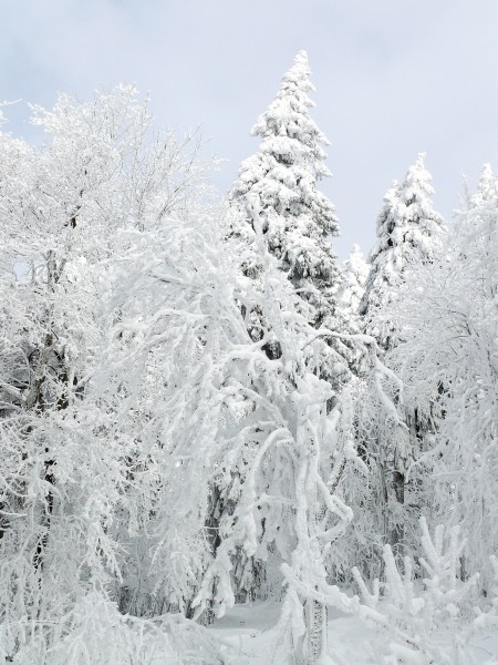 冬天自然风景大雪覆盖的树木图片 7