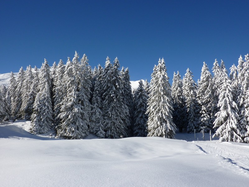 冬天自然风景大雪覆盖的树木图片 8