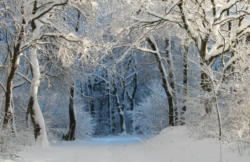 冬天自然风景大雪覆盖的树木图片 10