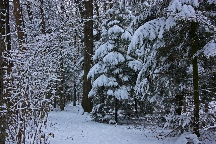 冬天自然风景大雪覆盖的树木图片 11