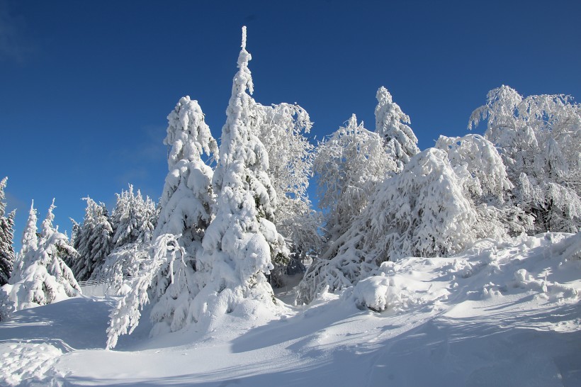 冬天自然风景大雪覆盖的树木图片 12