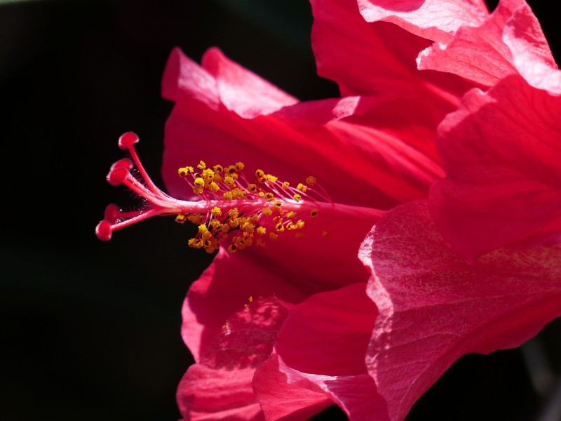 艳丽的粉色芙蓉花图片