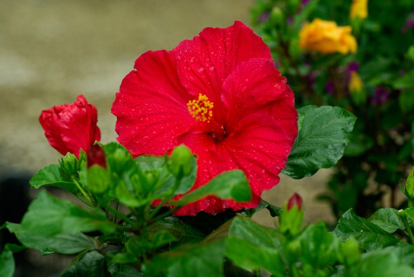 艳丽的粉色芙蓉花图片 2