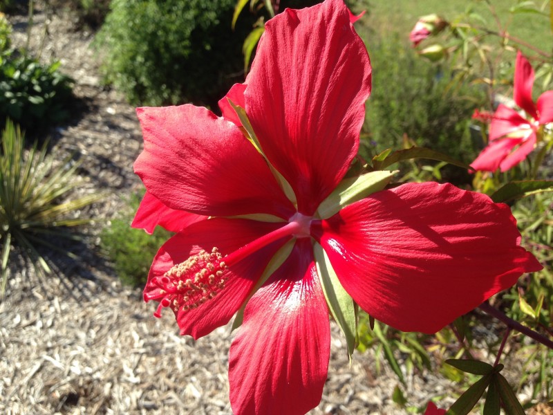 艳丽的粉色芙蓉花图片 4
