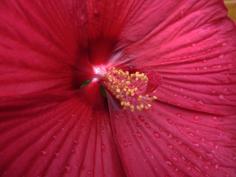 艳丽的粉色芙蓉花图片 5