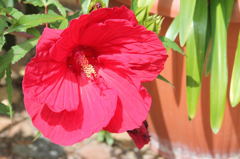 艳丽的粉色芙蓉花图片 6