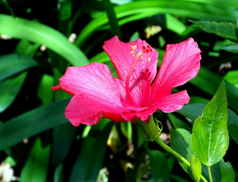 艳丽的粉色芙蓉花图片 7