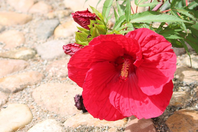 艳丽的粉色芙蓉花图片 9